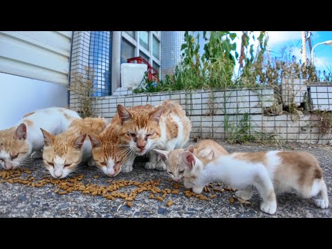 港付近の猫ちゃん、近所の人に御飯をもらって食べてます。カリカリデビュー間もない子猫の姿も(YouTube)