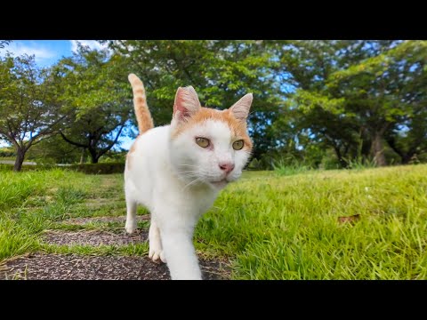 池の畔の東屋で撫でられる猫たち(YouTube)