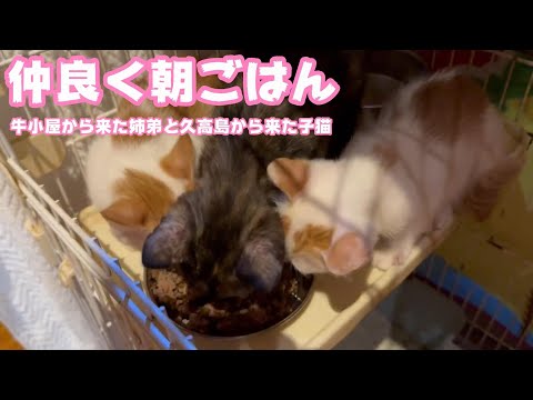 やった～！仲良く朝ご飯！  牛小屋の姉弟と久高島から来た子猫 TetoNoji130 Hana93 ThirdNimo60  2024 08 13 1(YouTube)