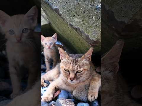 海辺の猫親子、昼間の暑い時間はテトラポットの日陰で寝てます(YouTube)