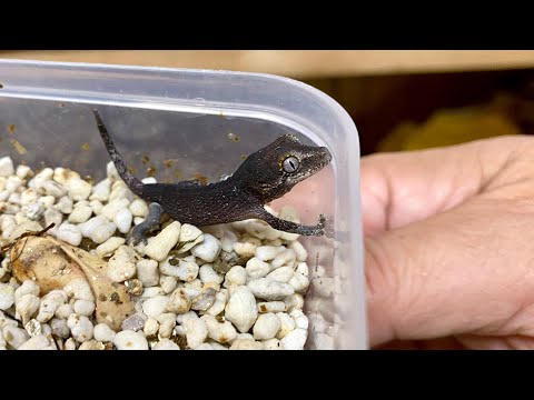 生体総額1億円越えの爬虫類ブリーディング施設を訪問してみると…めちゃくちゃ飼いたい生き物が誕生してました(YouTube)