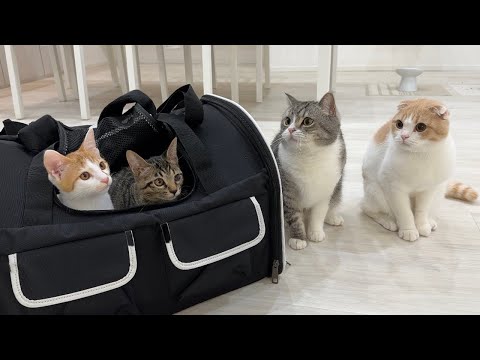 ３ヶ月育てた子猫たちをついに里親さんに譲渡することになりました。(YouTube)