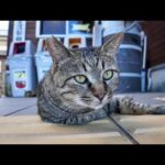 感動猫動画 のライブ配信(YouTube)