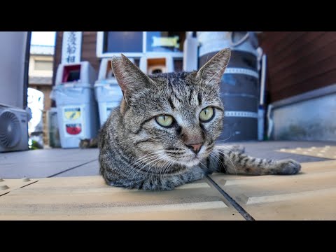 感動猫動画 のライブ配信(YouTube)