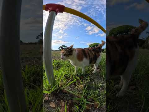 三毛猫が広々とした公園をお散歩する #cat #野良猫ちゃん #ネコ(YouTube)