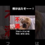 熊出没注意‼︎w#short #切り抜き #犬#ぶるまる(YouTube)