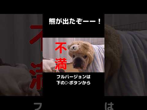 熊出没注意‼︎w#short #切り抜き #犬#ぶるまる(YouTube)