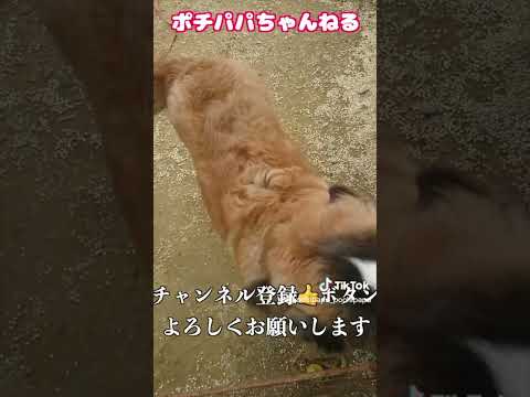 ポケモンダンス踊ってみたセントバーナード　#pokemon #pokemondance #ポケモンダンス(YouTube)