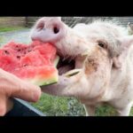 今年もいろんな動物達にスイカをあげたら大喜び！！(YouTube)