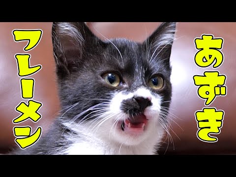 臭いに敏感なあずきが良くやるフレーメン反応🐈【仲良し子猫姉妹の成長記録】(YouTube)