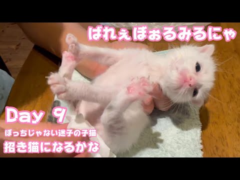 招き猫になれるかな ぼっちじゃない迷子の子猫 Day 9  Teto124 ThirdNimo53 Neo21  2024 08 06 1(YouTube)