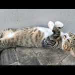 キジシロ猫をモフっていたら裏返しになって甘えてきた(YouTube)
