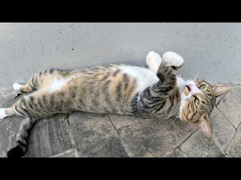 キジシロ猫をモフっていたら裏返しになって甘えてきた(YouTube)