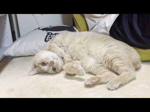 寄り添うのは息子じゃないとアカン猫(YouTube)