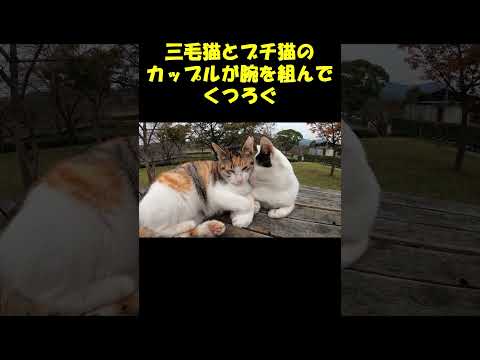 三毛猫とブチ猫のカップルが腕を組んでくつろぐ #猫  #cat #ねこ(YouTube)