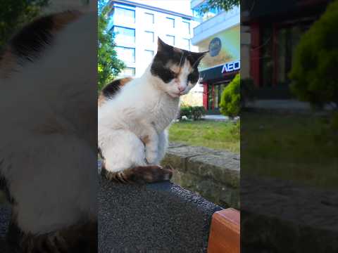 街角のベンチで誰か人が来るのを待っている猫(YouTube)