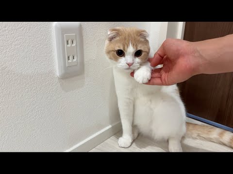 はなちゃんが肉球を怪我したため急遽病院へ行きました。(YouTube)