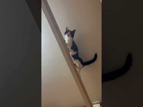 ひまわりのBダッシュ(YouTube)
