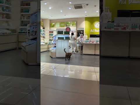 自由猫っていうのかなこういう猫(YouTube)