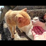 喧嘩中の茶トラ猫とハチワレ猫をモフっていたら仲直りした(YouTube)