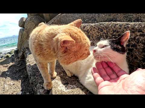 喧嘩中の茶トラ猫とハチワレ猫をモフっていたら仲直りした(YouTube)