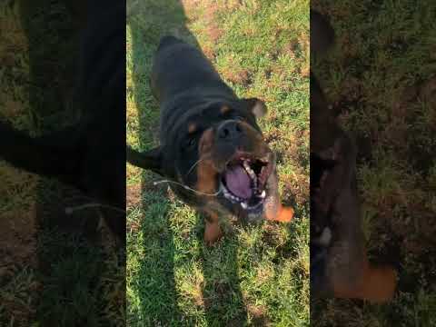 アニメダンス踊る犬 #rottweiler #dog #dance(YouTube)