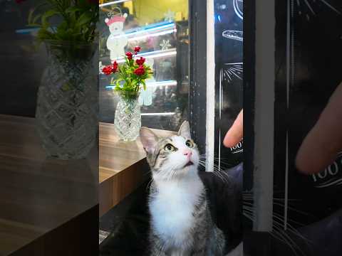 イスタンブールのカフェの外の席は大体猫と相席(YouTube)