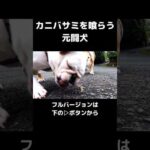 カニバサミに悶絶！#shorts #切り抜き #犬 #犬のいる生活(YouTube)