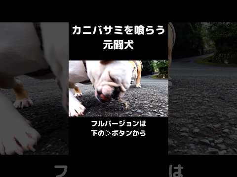 カニバサミに悶絶！#shorts #切り抜き #犬 #犬のいる生活(YouTube)