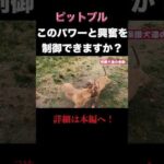 ピットブルを飼う前に観て #犬の問題行動　＃ピットブル　#pitbull(YouTube)