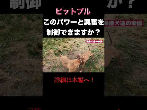 ピットブルを飼う前に観て #犬の問題行動　＃ピットブル　#pitbull(YouTube)