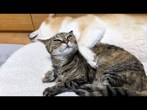 猫の上におててを置いて気持ち良さそうにしている柴犬(YouTube)