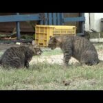 ちょっかいを出したらシメられそうになった猫(YouTube)
