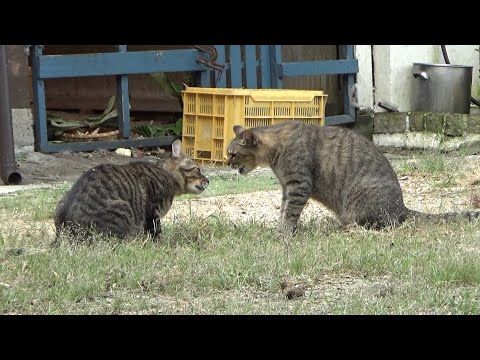 ちょっかいを出したらシメられそうになった猫(YouTube)