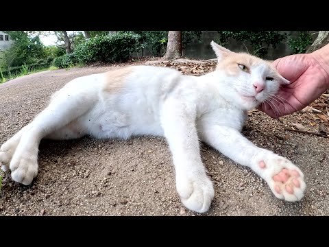 ミルクティー猫がゴロンと寝転んで人間に毛のお手入れをお願いする(YouTube)