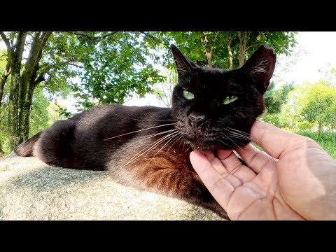 庭園の小川で涼む黒猫ちゃんモフる(YouTube)