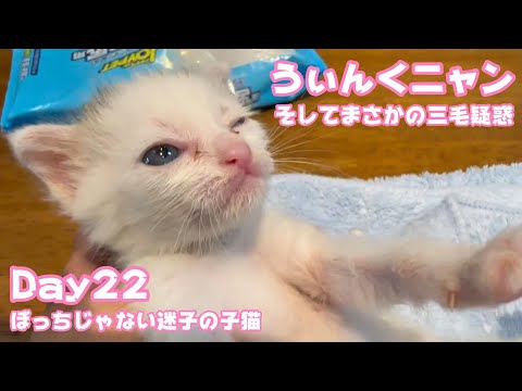 うぃんくニャン そしてまさかの三毛疑惑？ Teto125 ThiedNimo54 Neo21  2024 08 07 2(YouTube)