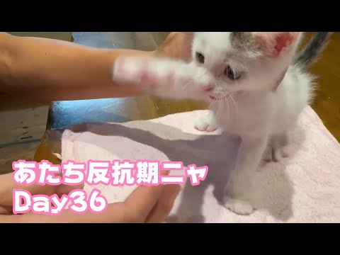 あたち反抗期ニャン Day36  2024 08 23 1(YouTube)