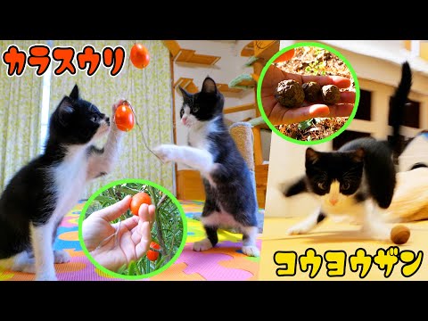 ナチュラル猫ボールNo.1はこれだ！カラスウリ＆コウヨウザンの球果が子猫達を魅了して止まらにゃい🥎🐈🐈💨(YouTube)