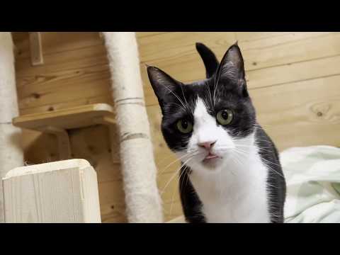 猫の名前を呼ぶとおもしろいぐらいオデコが来ます(YouTube)