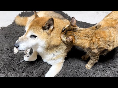 子ども猫たちから突進してきたり顔を埋められたりされた柴犬がこうなりました(YouTube)