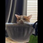 【猫動画】にゃんて素晴らしいネコンズ動画だこと〜にゃんともパレード〜#猫動画#猫#391(YouTube)