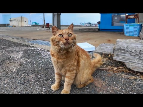 漁港に長毛の茶トラ猫がいたので撫でるとお友達のキジトラ猫もやって来た(YouTube)