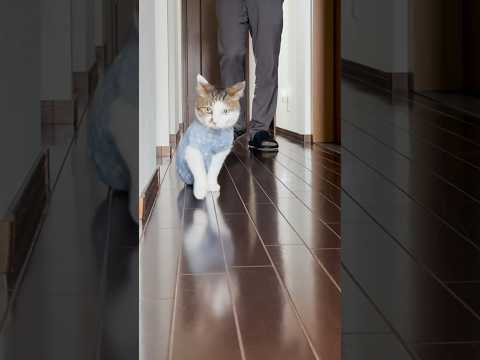 朝ごはんだじょ #しっかり完食 #cats(YouTube)
