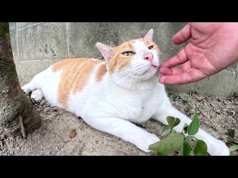 日陰でくつろいでいた太った茶シロ猫のほっぺたをマッサージする(YouTube)
