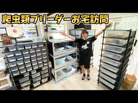 ヘビを100匹近く飼育、繁殖しているブリーダーのお宅に行ってみると…【カーペットパイソンブリーダー】(YouTube)