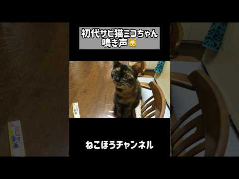 初代サビ猫ミコちゃんの秘蔵鳴き声映像 #shorts(YouTube)