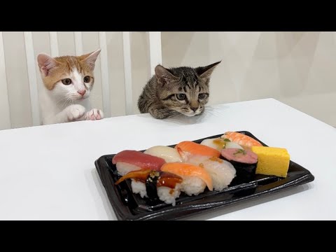 生まれて初めてお寿司を見た子猫たちが目の色を変えてこうなっちゃいました…(YouTube)