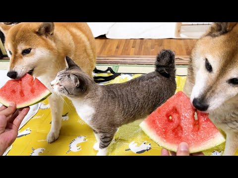 スイカに大喜びな柴犬コンビ、猫ちゃんたちの反応が可愛すぎました(YouTube)