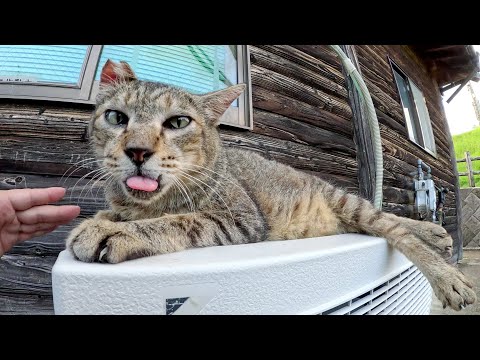 ベロを出したキジトラ猫が室外機の上でお昼寝する(YouTube)